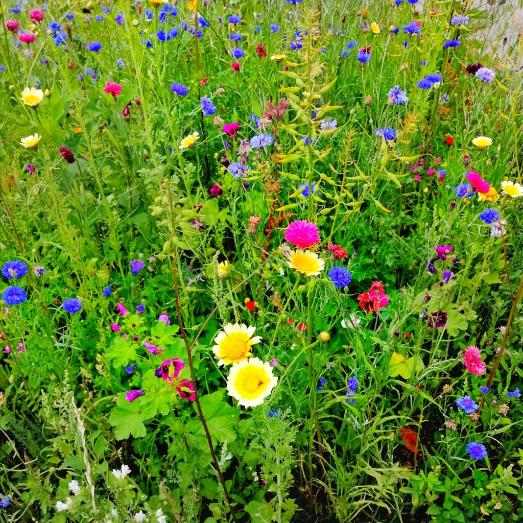 Achtsamkeit mit Kindern - bunte Blumenwiese